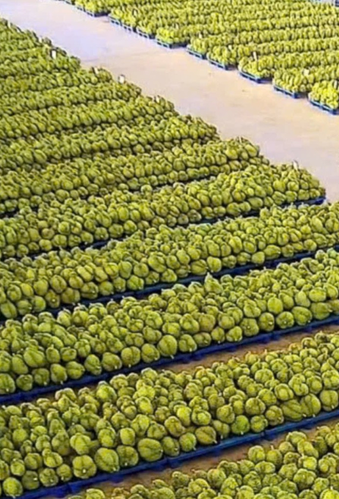 7691a52a4436c9689027